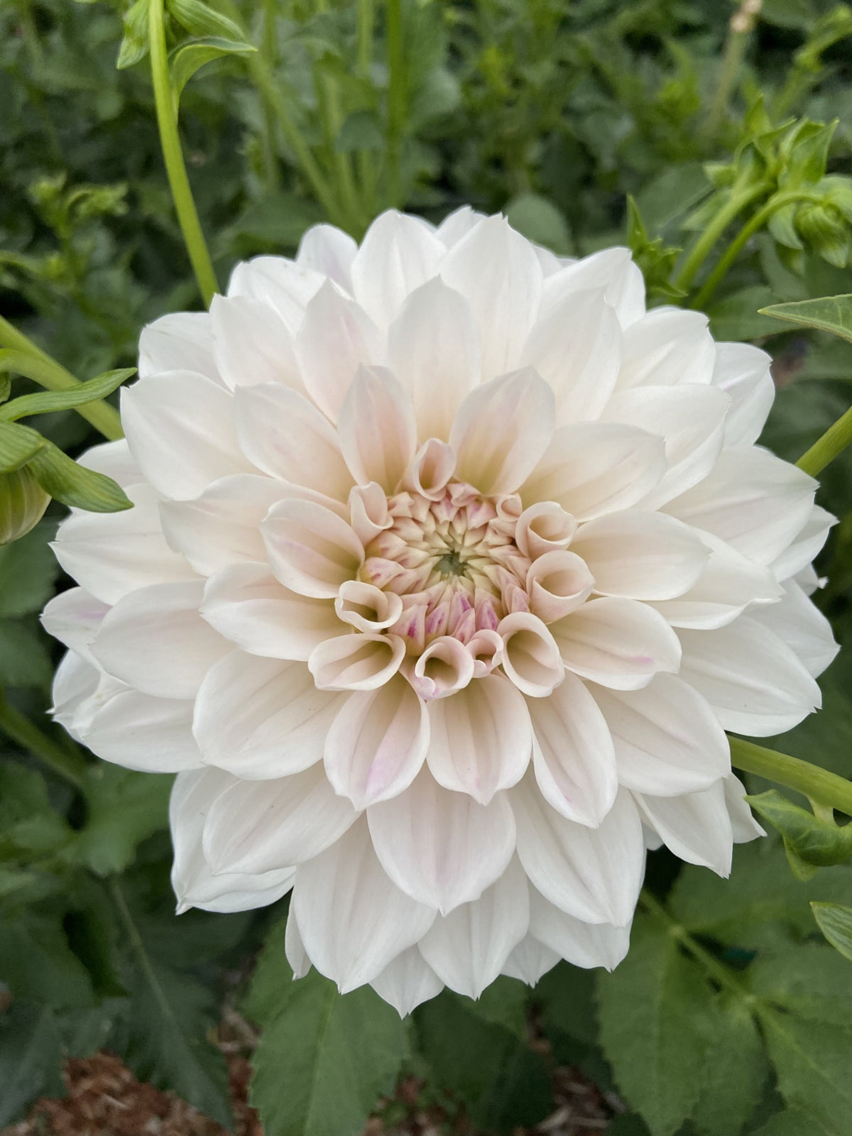 Everbloom First Dance dahlia