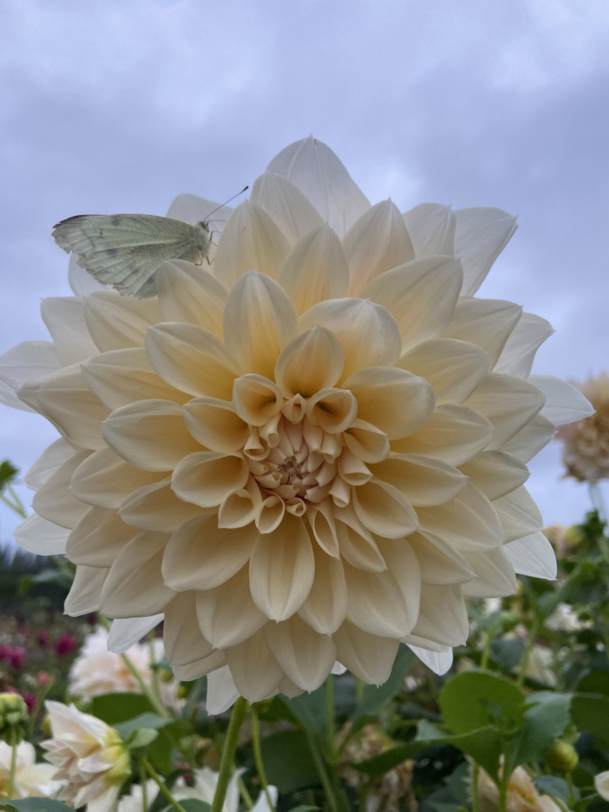 Serenade Symphony dahlia