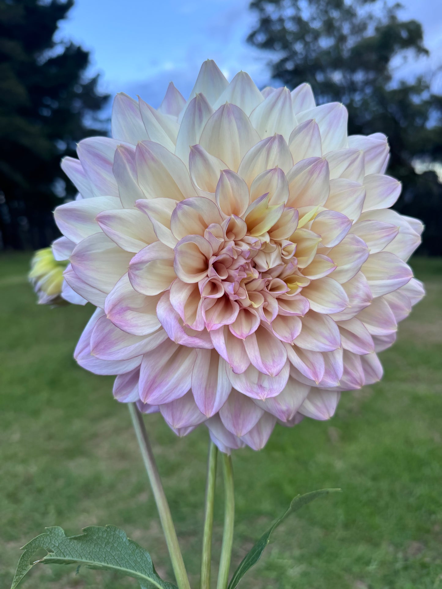 Ohzara dahlia