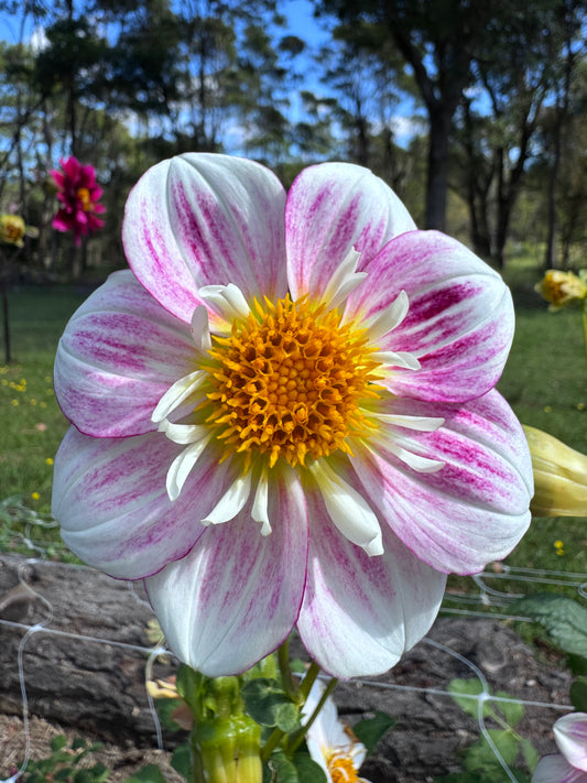 Kewe dahlia