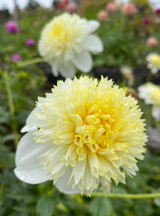Wendy A dahlia