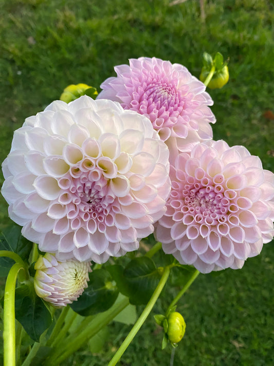 Brian's Dream (farm/ugly stock) dahlia