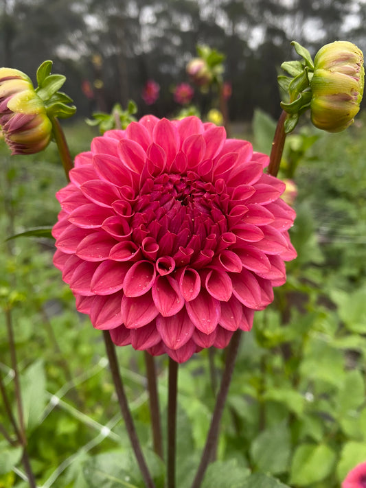 Formby Rocket dahlia