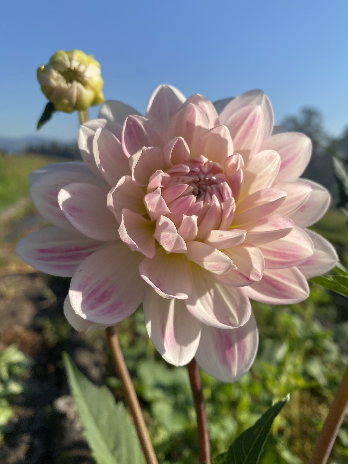 Kelgai Ann dahlia