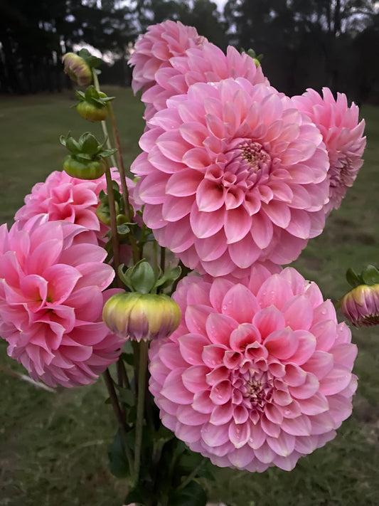 Coorabell Jessie (farm/ugly stock) dahlia