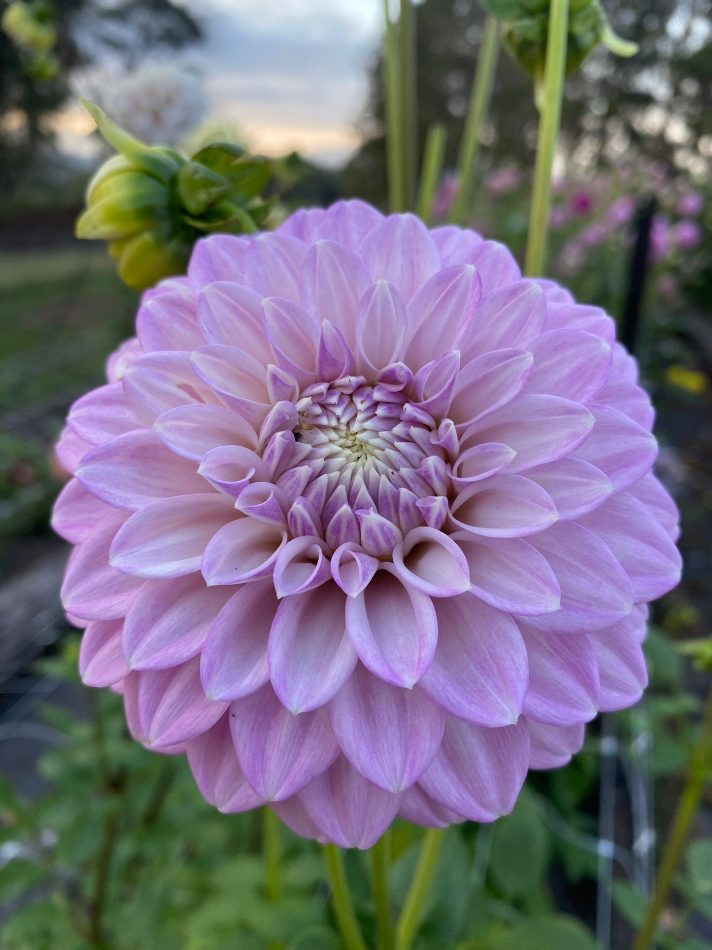 Glenmarc Skye dahlia