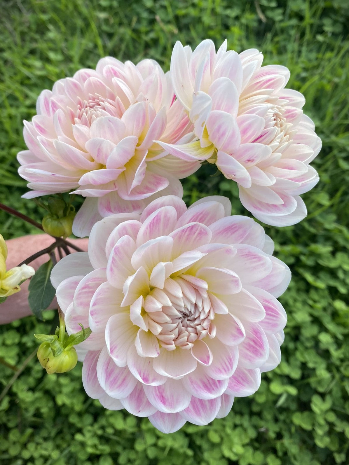 Kelgai Ann dahlia