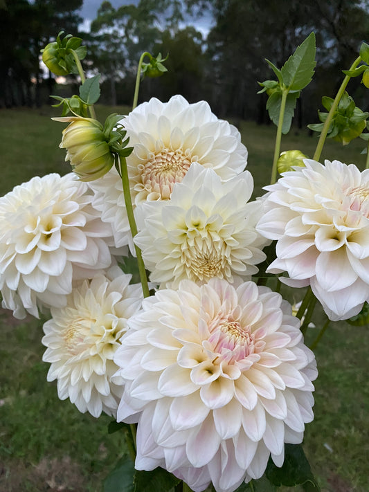 Cindy dahlia