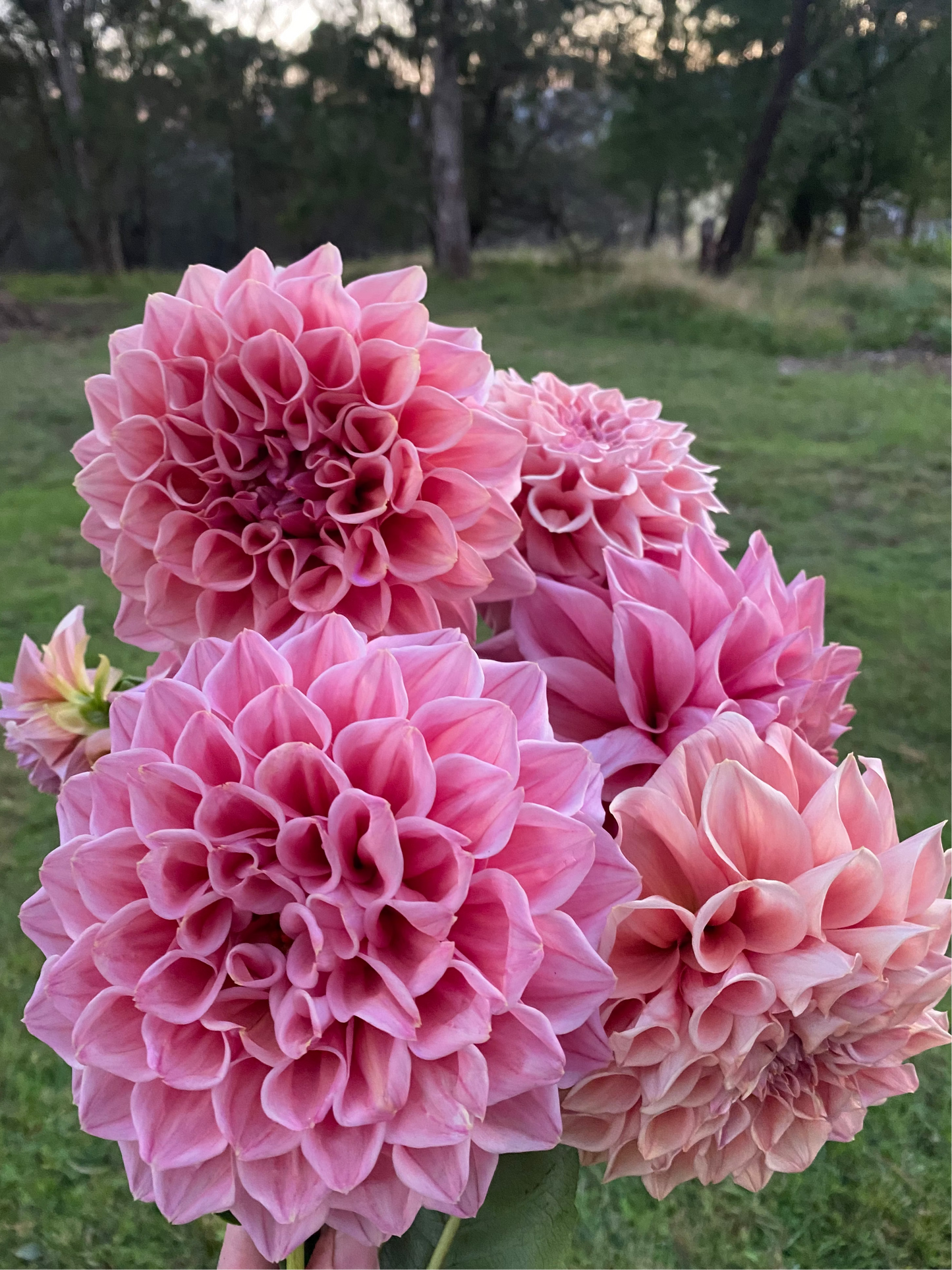 Formby Duke dahlia