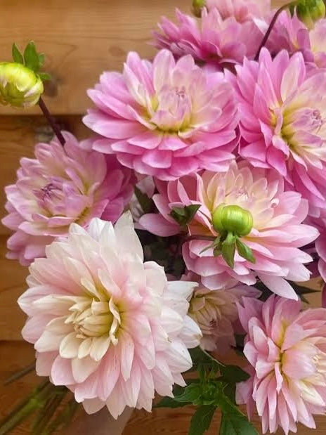 Buckajo Leilani dahlia