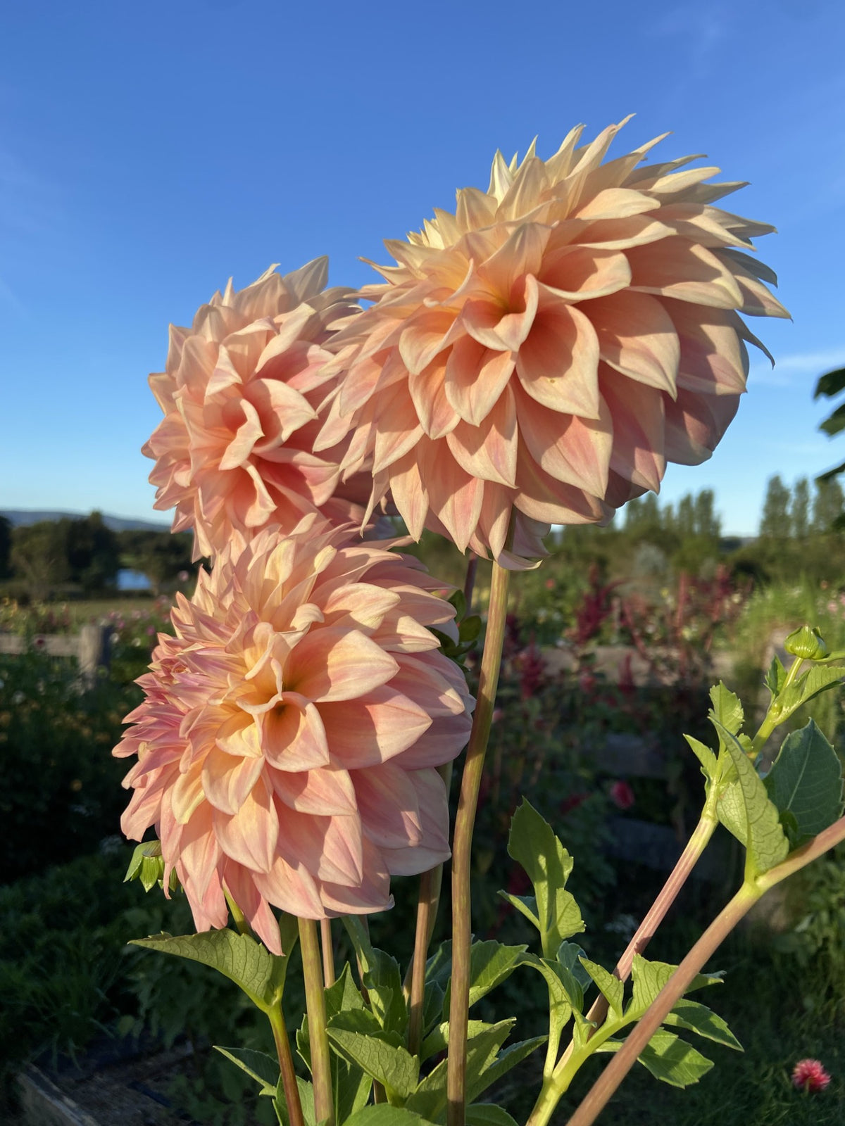 Alden Rocket dahlia