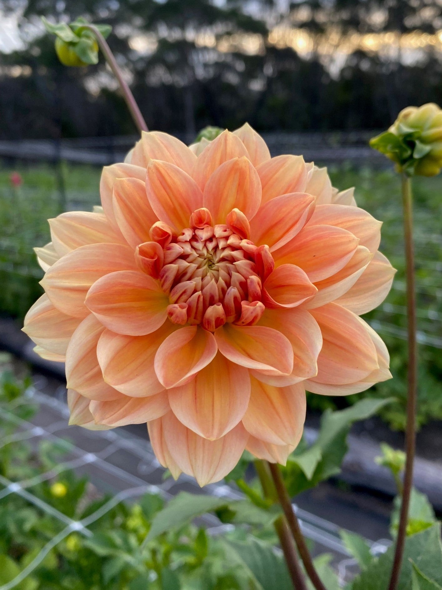 Golden Leader dahlia