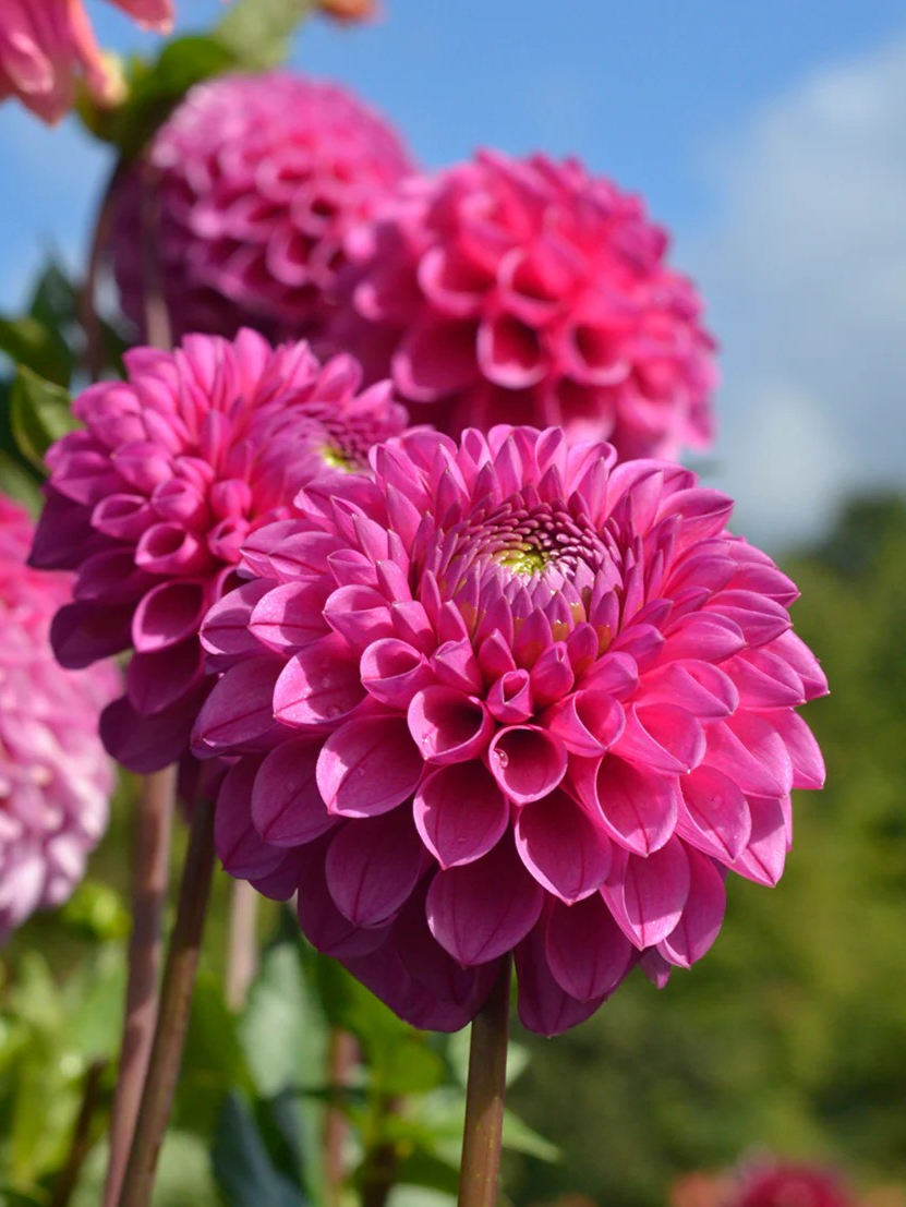 Mary's Jomanda dahlia