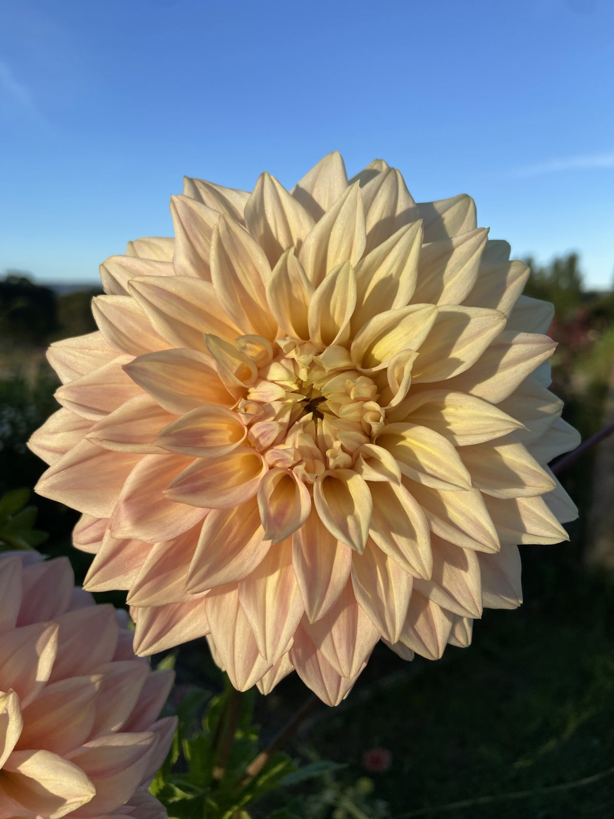 Alden Rocket dahlia