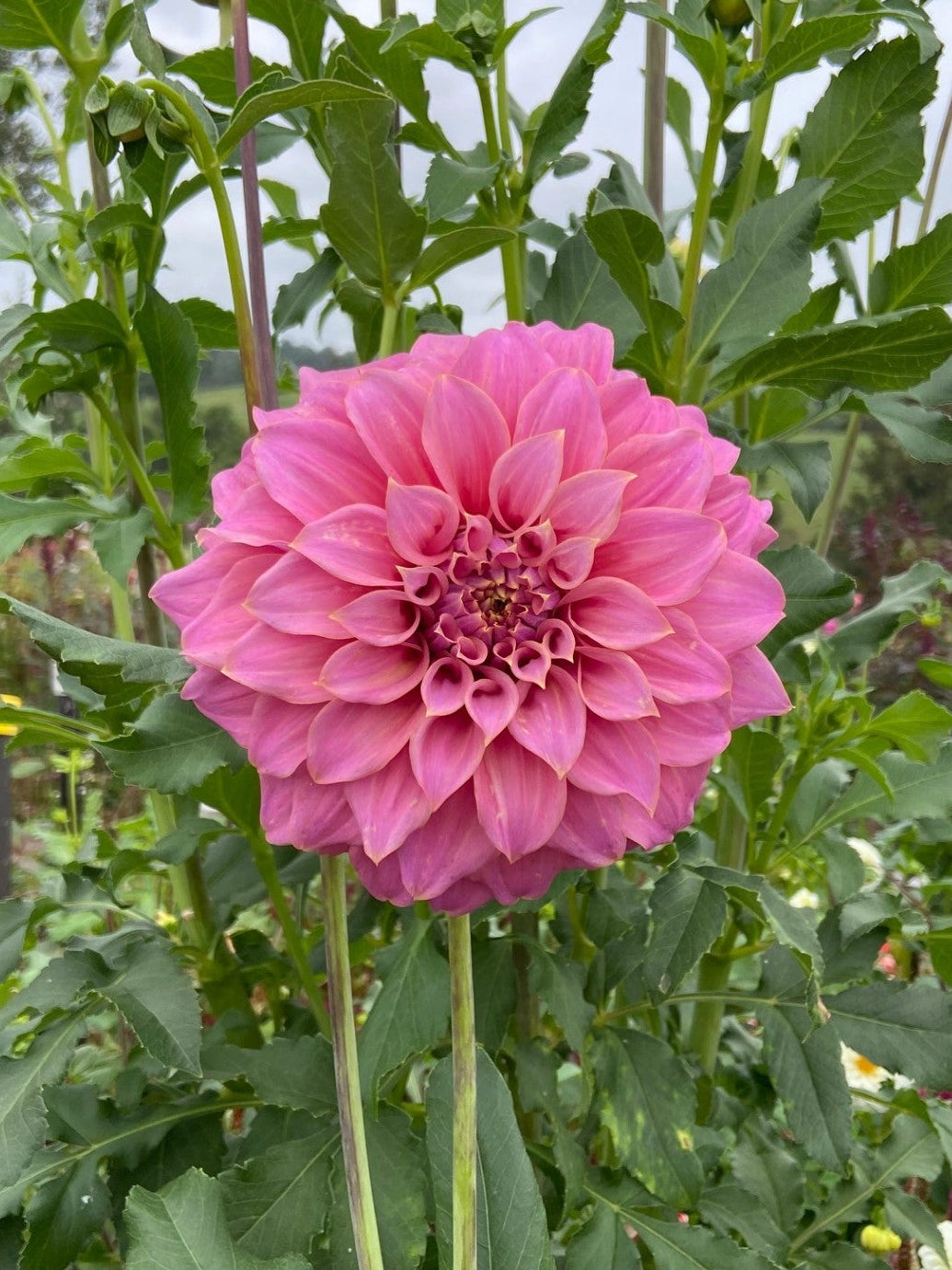 Coorabell Amy dahlia