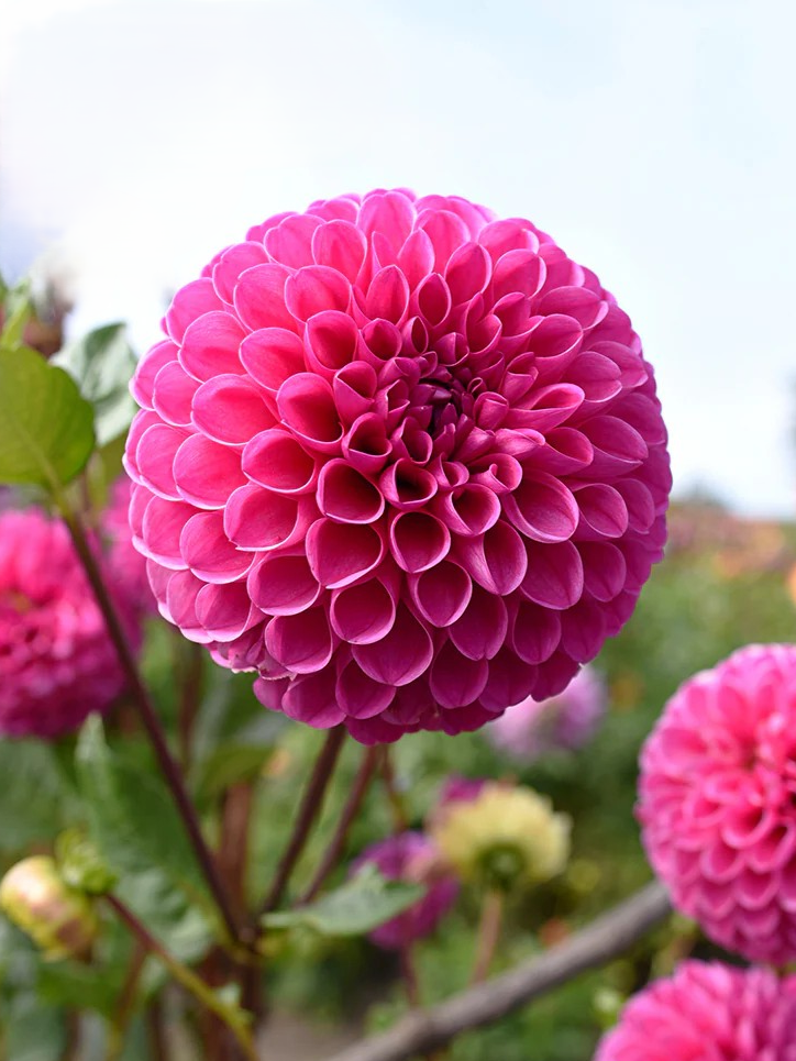 Mary's Jomanda dahlia