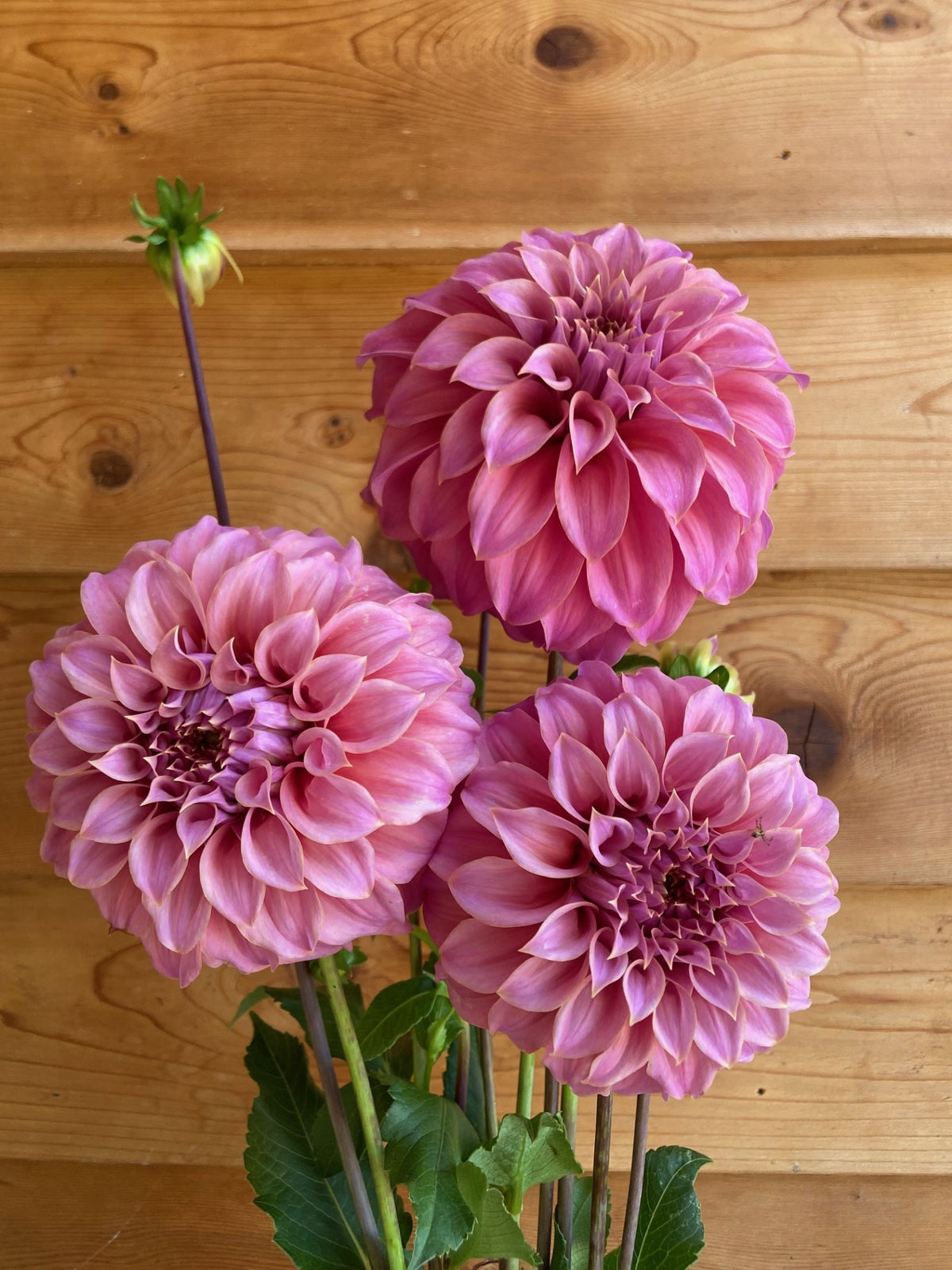 Coorabell Amy dahlia