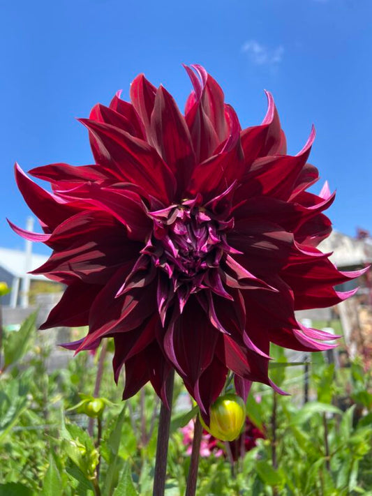 Morning Molly dahlia