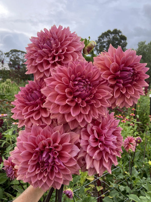 Devon Brandy dahlia