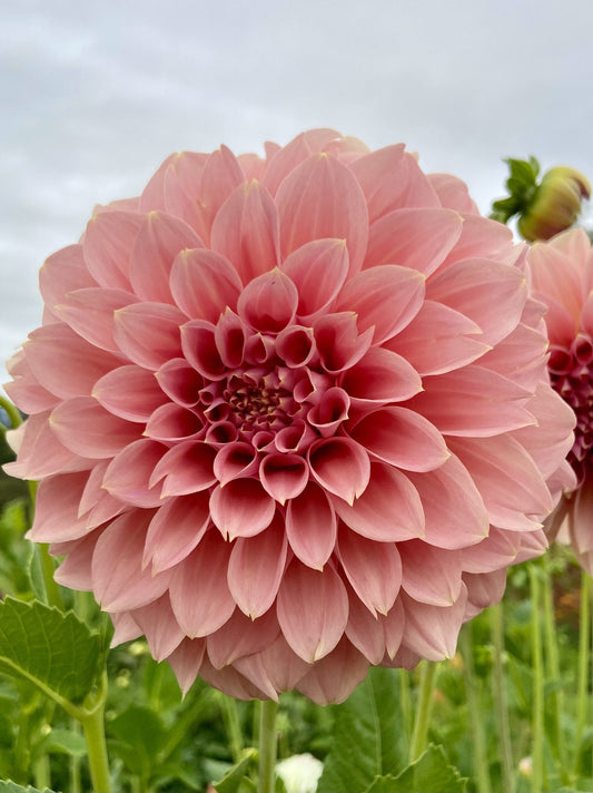 Devon Salmon dahlia
