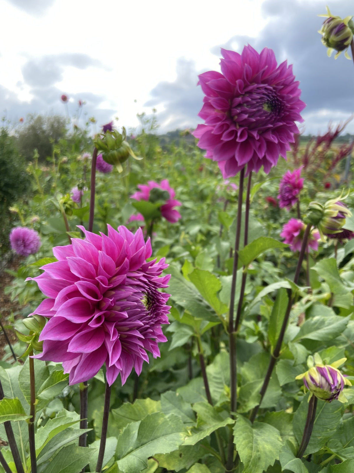 Elma Elizabeth dahlia