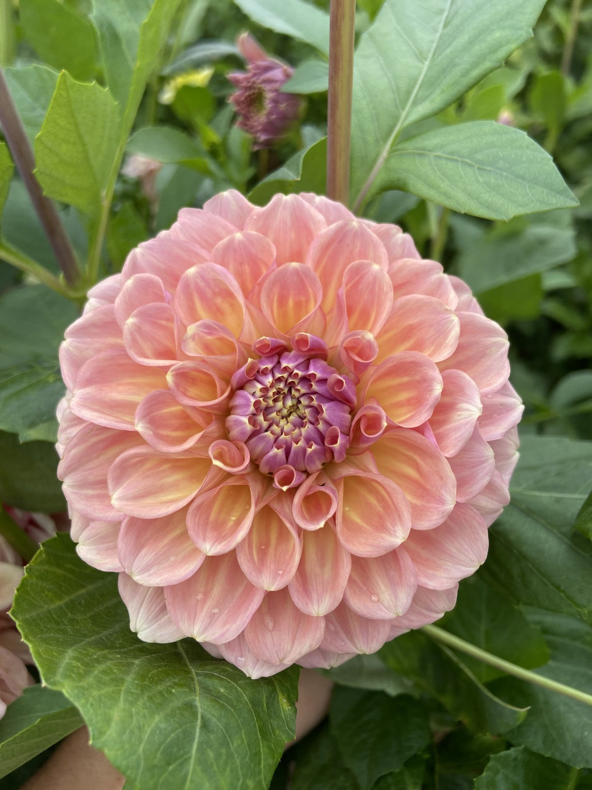 Serenade Can Can dahlia
