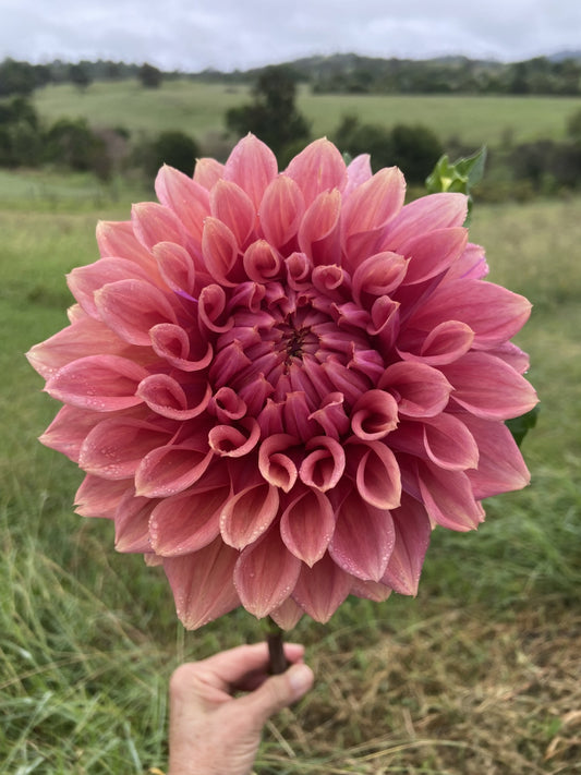 Devon Brandy dahlia