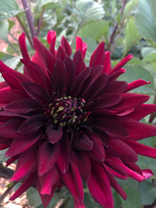 Black Wonder dahlia