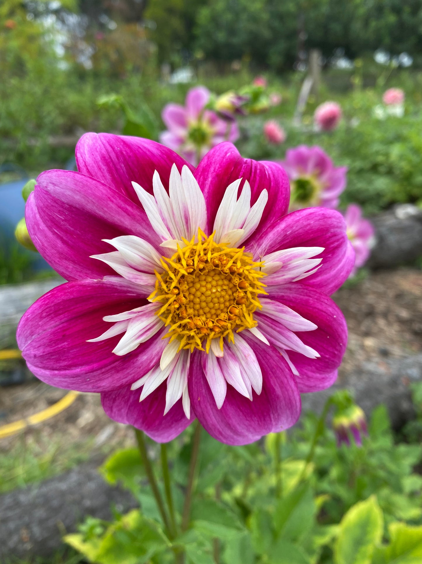 Blue Cerise dahlia