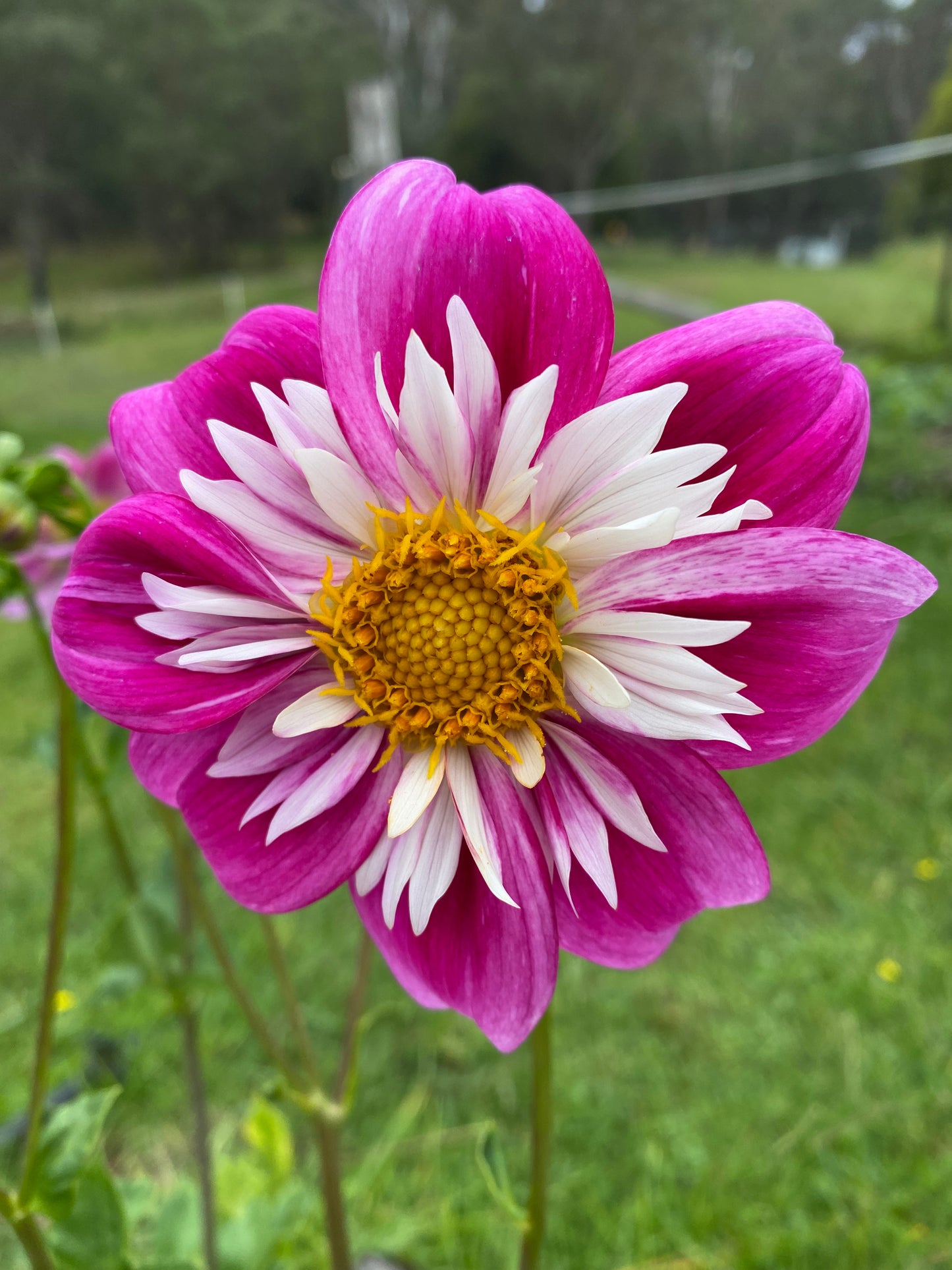 Blue Cerise dahlia