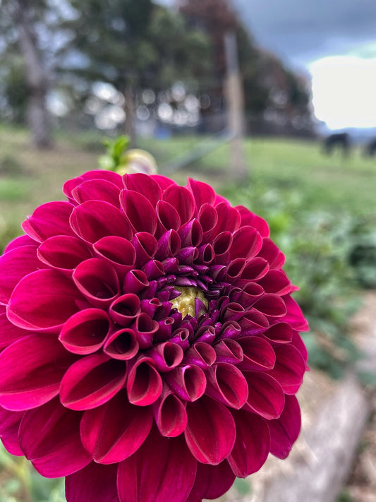 Burgundy Ball dahlia