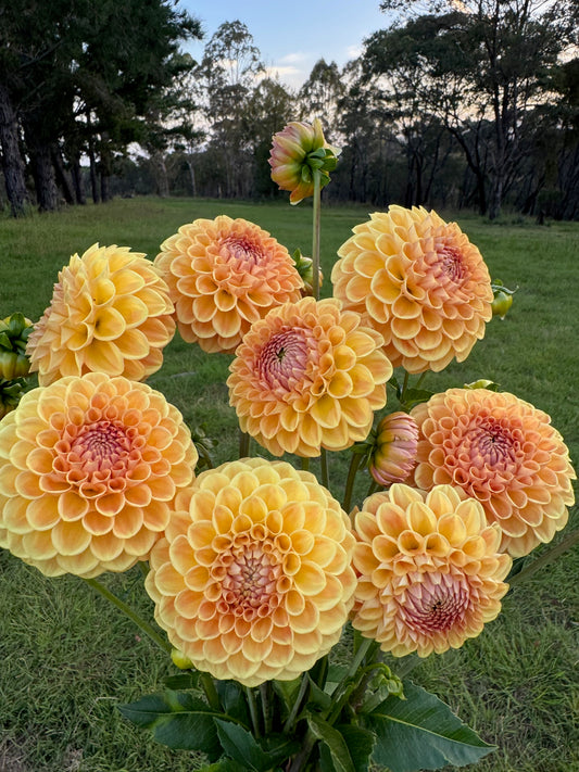 Winkie Tuscany dahlia