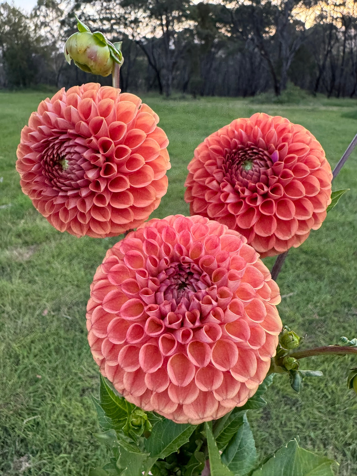Sheila dahlia