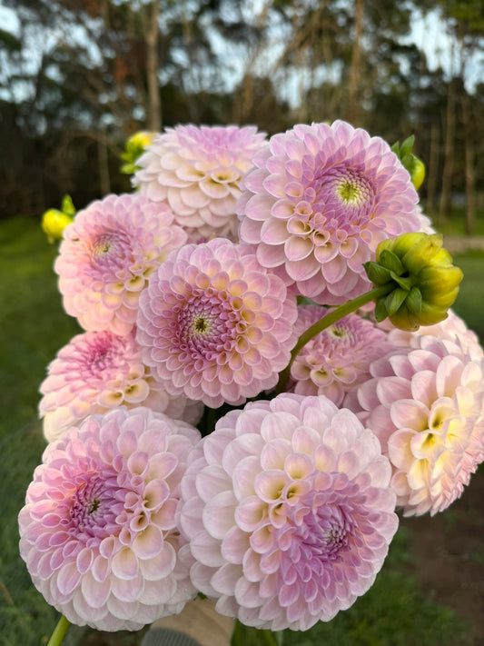 Formby Pearl dahlia