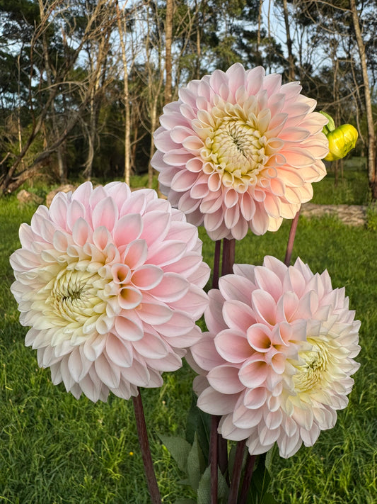 Alpine Charm dahlia