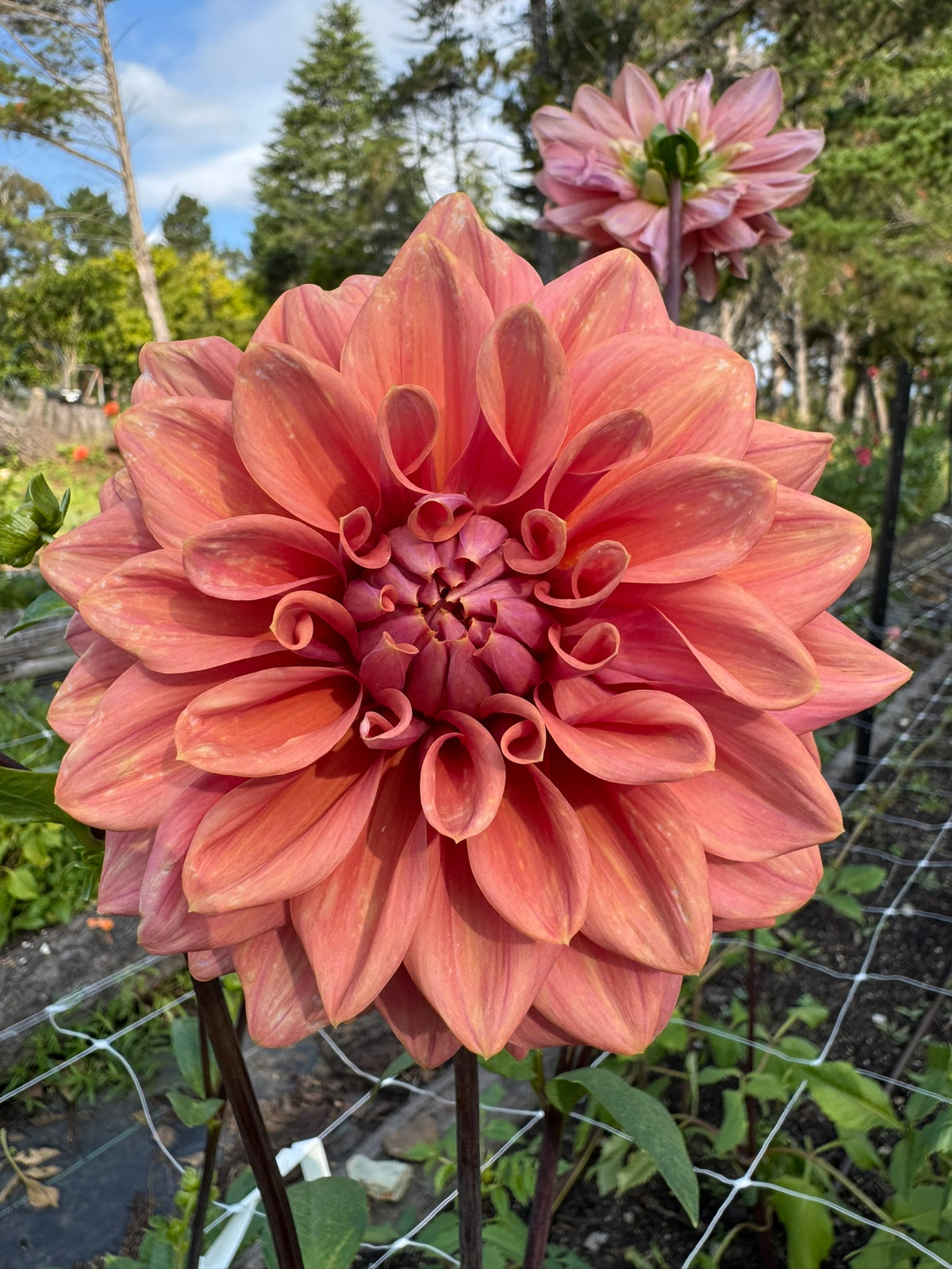 Lileah Caramel Rose dahlia