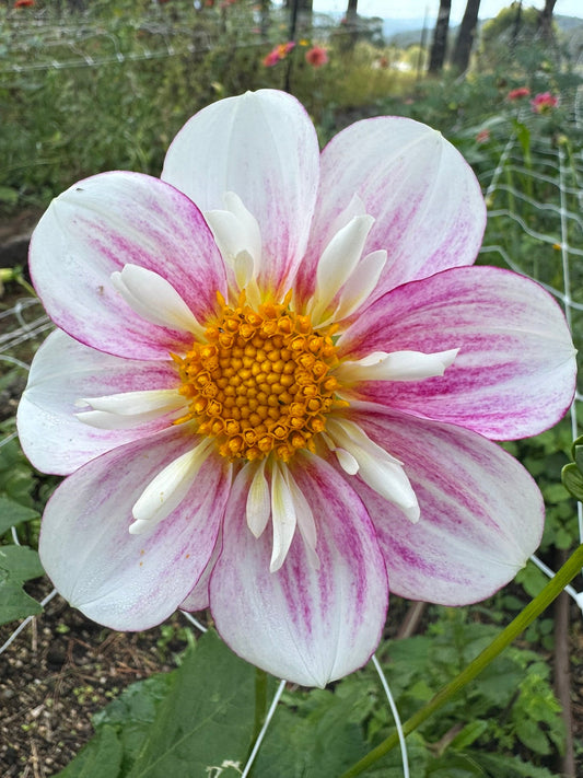 Kewe dahlia