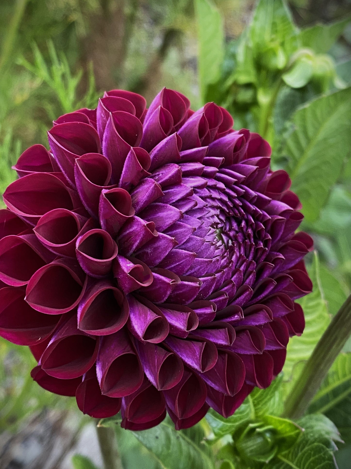 Ivanetti dahlia