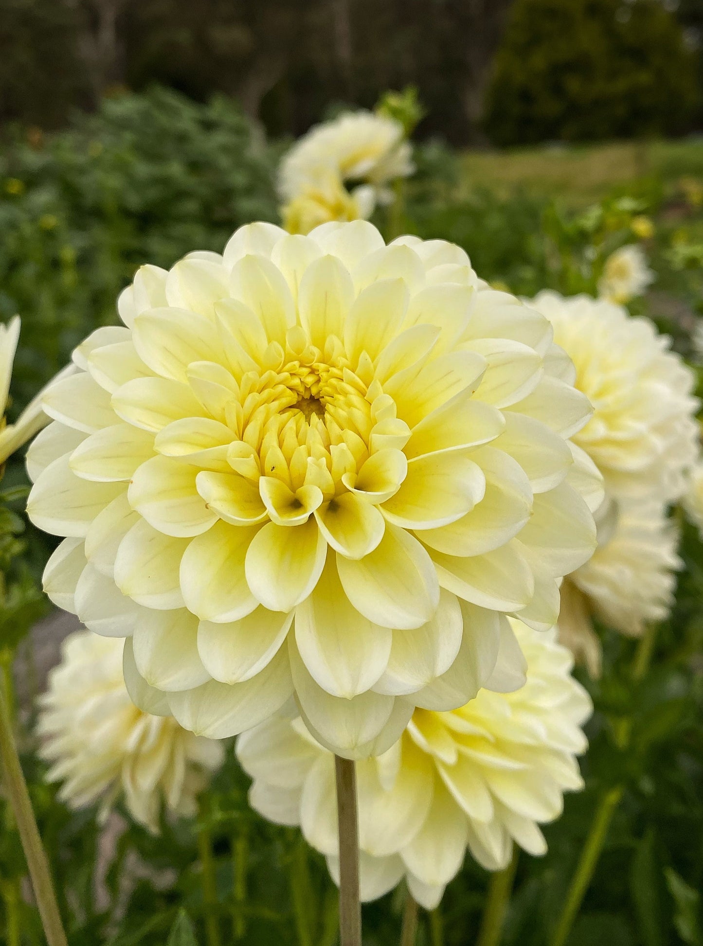 Lime Glow dahlia