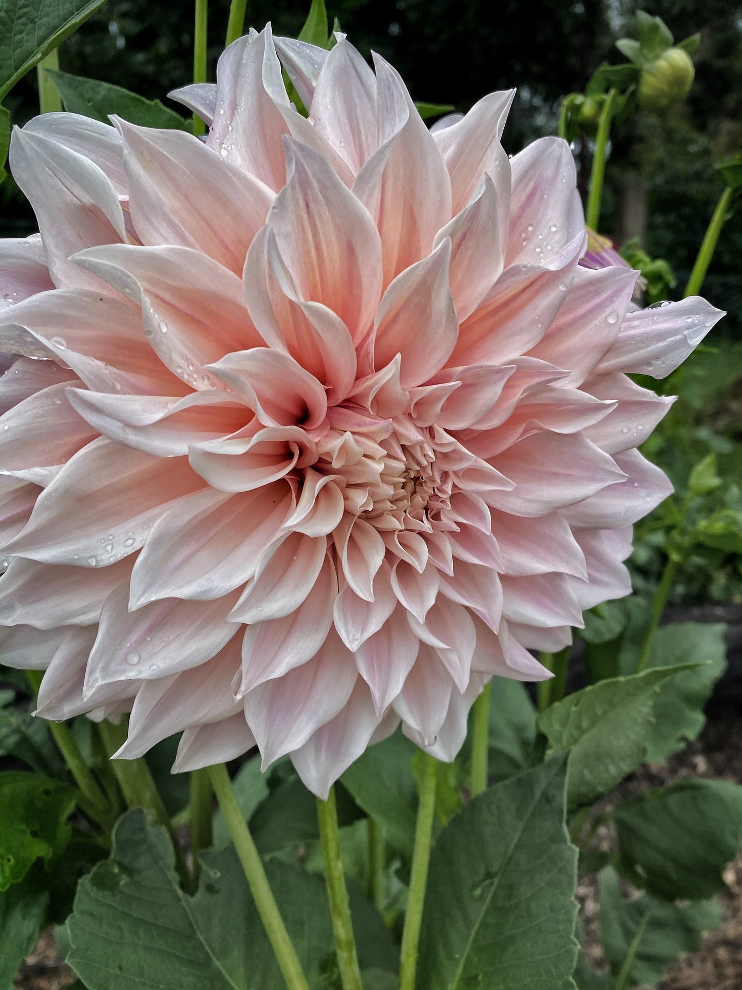 Cafe au Lait dahlia