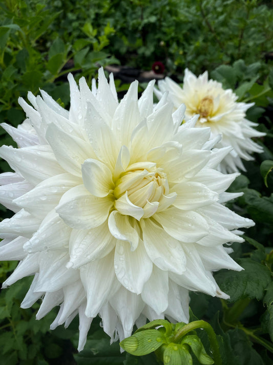 Earle dahlia