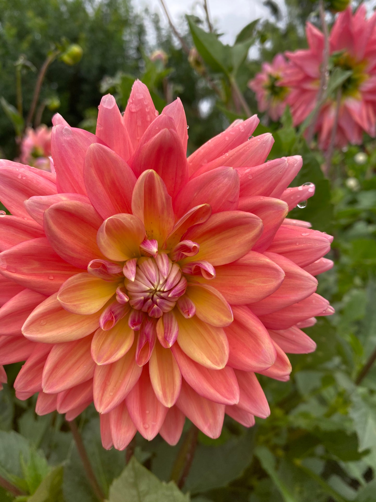 Lainie's Joy dahlia