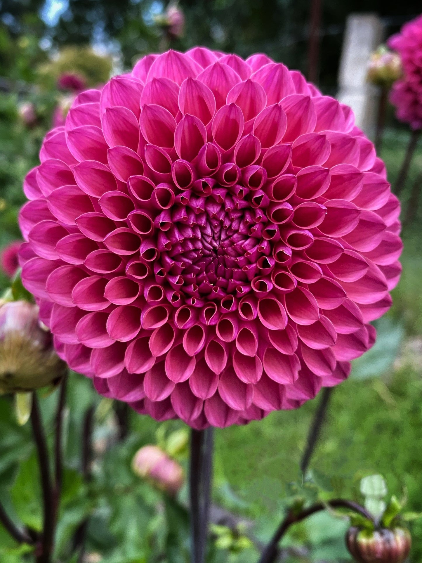 Ailsa Bailey dahlia