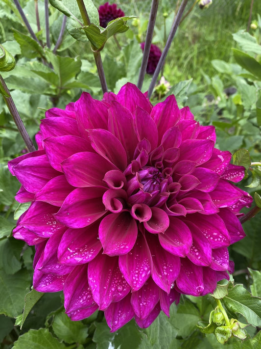 Champs Elysees dahlia