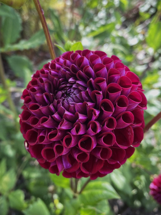 Ivanetti dahlia