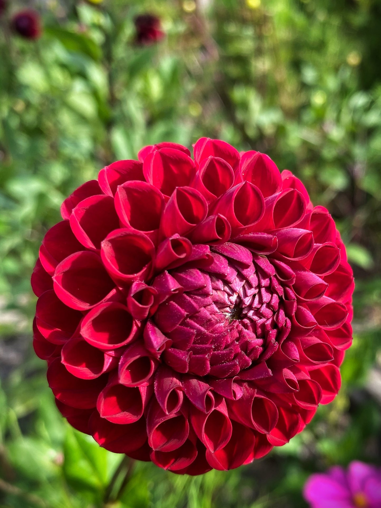 Cornel dahlia