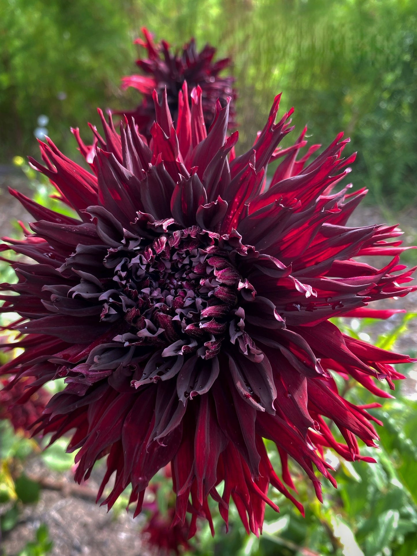 Black Macopa dahlia