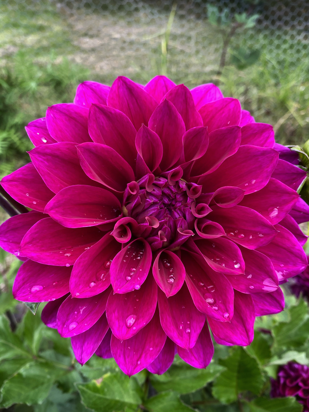Champs Elysees dahlia