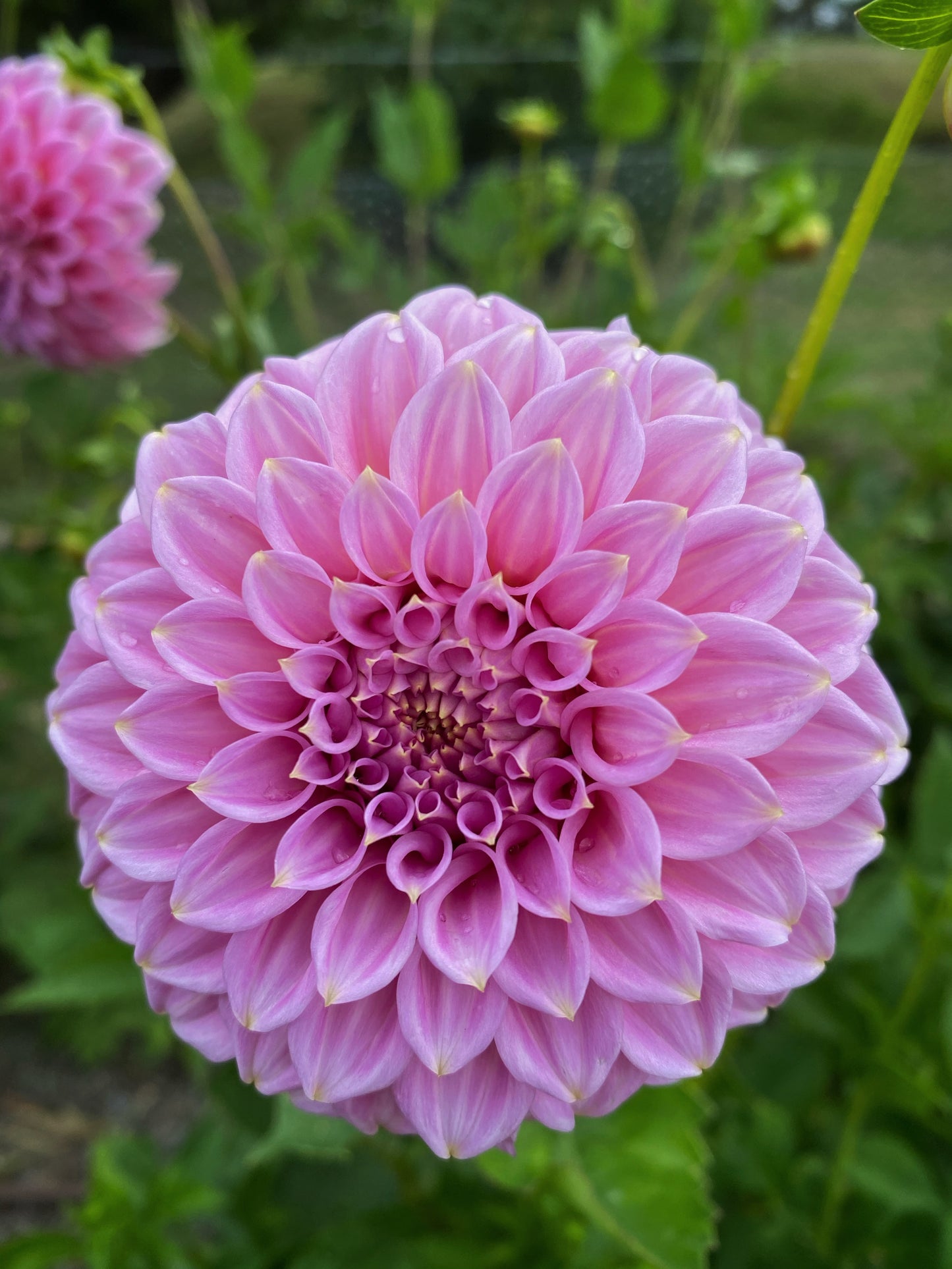 Araluen Leatrice dahlia