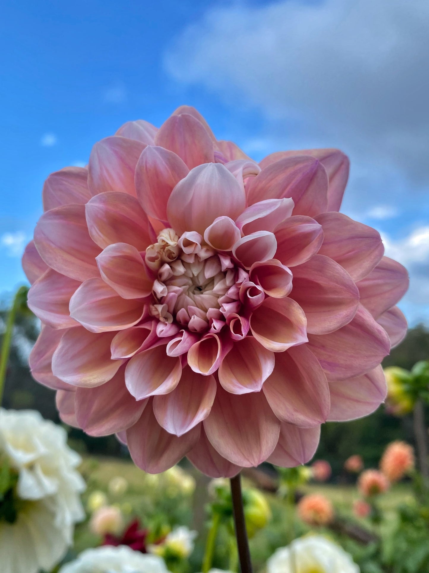 Tropical Dream dahlia